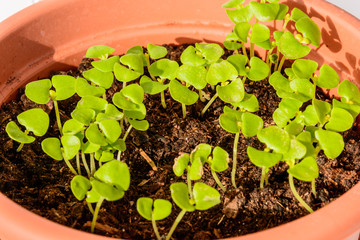 Young spring seedlings of basil in a pot