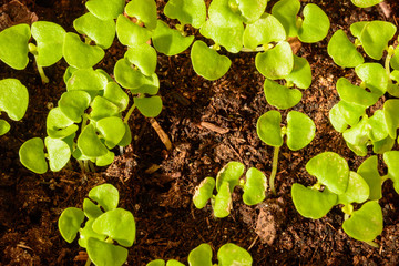 Young spring seedlings of basil in a pot