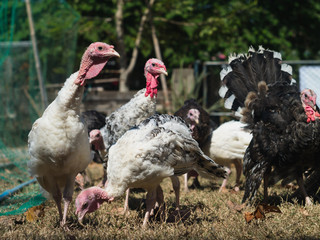 Young turkeys looking for food in grassland