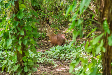 Wasserschwein in Brasilien