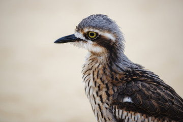 Bush stone-curlew on the beach in Moreton Island, Australia during the day.
