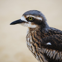 Bush stone-curlew on the beach in Moreton Island, Australia during the day.