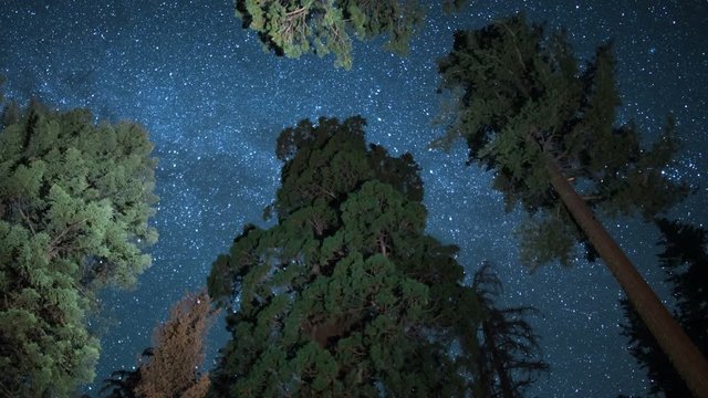 Sequoia Milky Way 11 Grant Grove Kings Canyon Zoom In
