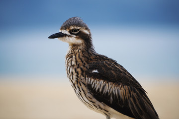 Bush stone-curlew on the beach in Moreton Island, Australia during the day.