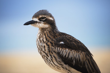 Bush stone-curlew on the beach in Moreton Island, Australia during the day.