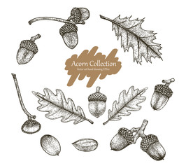 Acorn collection vector set hand drawing vintage style © channarongsds