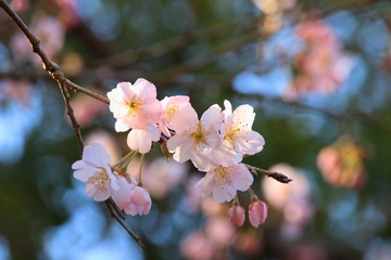 夕陽に輝く桜