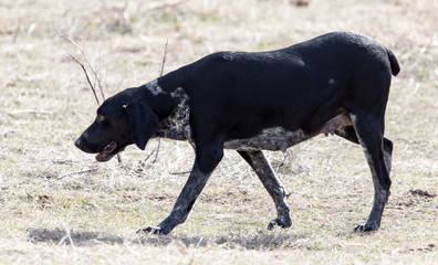 Black dog running on nature