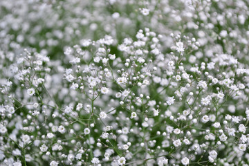 Summer natural background of small white flowers - Powered by Adobe