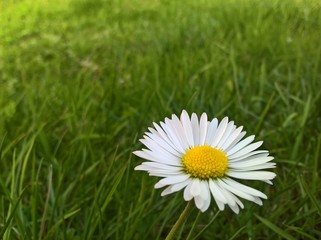 Bellis perennis (Daisy) - Luscious