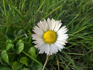 Bellis perennis (Daisy) - Spring