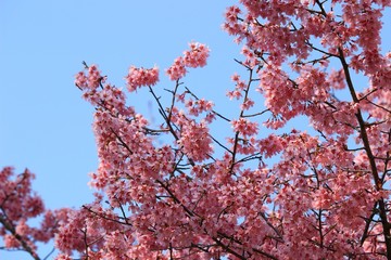 夕陽に輝く桜