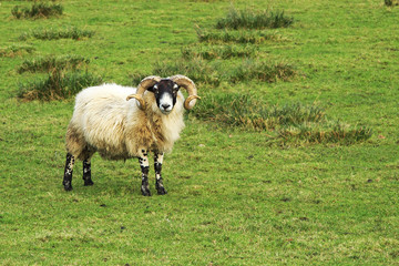 Lone Scottish sheep