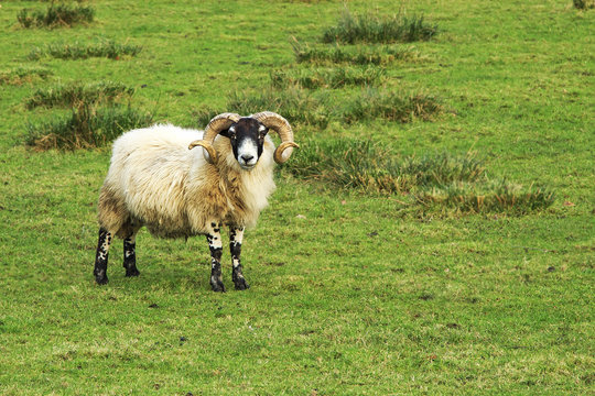 Lone Scottish Sheep