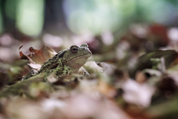 Bufo bufo toad