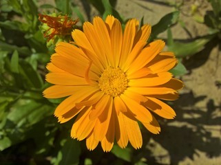 Calendula Flower in the Sunshine. Yellow orange flower in the sunshine.