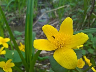 Caltha Palustris, (marsh-marigold, kingcup) and worm