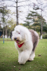 The Old English Sheepdog outdoors on the grass
