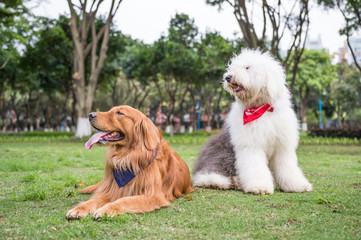 Golden Retriever and Ancient Shepherd, played on the grass
