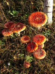 Under birches there are many poisonous mushrooms of red fly Amanita