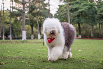 The Old English Sheepdog outdoors on the grass
