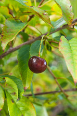 Red cherry on a branch just before harvest in early summer..