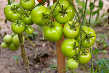 Bunch of green tomatoes ripening on the branch in the garden. .