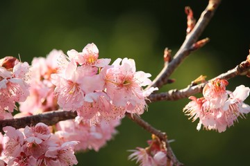 夕陽に輝く桜 