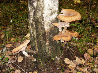 A lot of edible mushrooms grow on the trunk of a birch tree