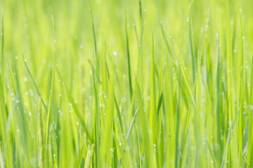 草と水滴