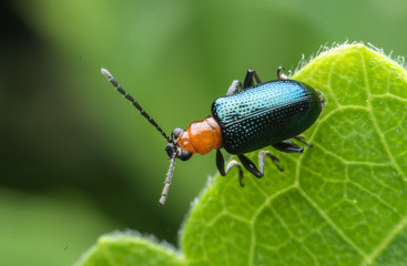 Insect on green leaf