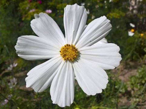 Garden Cosmos (Cosmos Bipinnatus) White