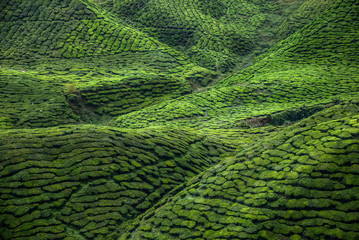 Tea plantation in Cameron Highlands, Malaysia