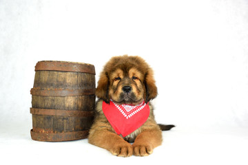 Mastiff Tybetański © DesignArt.pl