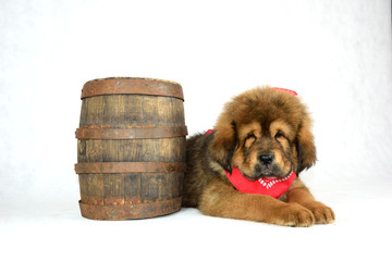 Mastiff Tybetański © DesignArt.pl