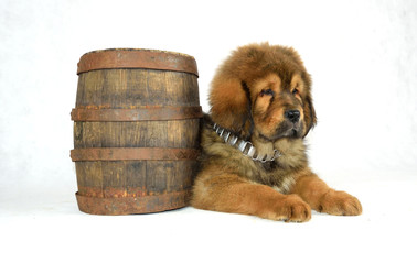 Mastiff Tybetański © DesignArt.pl
