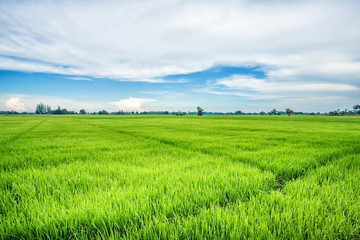 Obraz premium green farm blue sky 