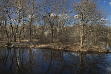 Spring Flooding in the Forest
