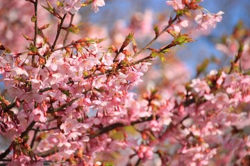 夕陽に輝く桜