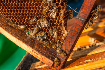 View of the working bees on the honeycomb with sweet honey.