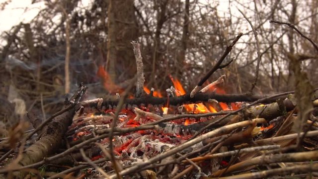 Burning dry branches. Slow shooting of fire
