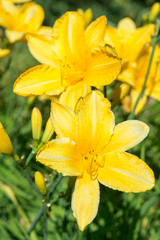 Fototapeta premium Flower yellow lily