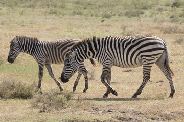 Fototapeta na wymiar Mare and foal zebra walking next to the herds in the dry savannah on a hot day