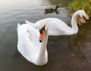 two swans in a pond in nature