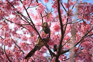 夕陽に輝く桜と鳥