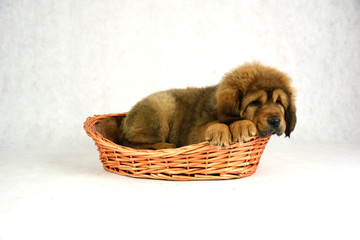 Pies Mastiff Tybetański © DesignArt.pl