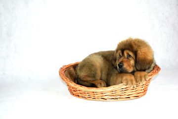 Pies Mastiff Tybetański © DesignArt.pl