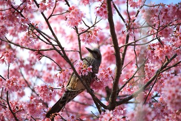 夕陽に輝く桜と鳥