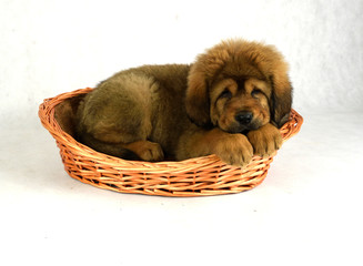 Pies Mastiff Tybetański © DesignArt.pl