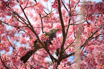 夕陽に輝く桜と鳥